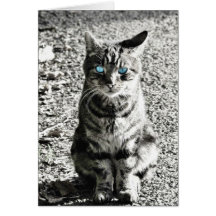 Mascota animal del gato tarjeta