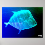 Materia 10 de los pescados impresiones