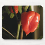 MATERIAL DE PRIMERA escocés de los chiles del capo Alfombrillas De Ratones