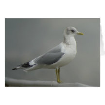 Maúlla la tarjeta de la gaviota