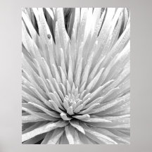 Mauna Kea Silversword y mariquita Poster