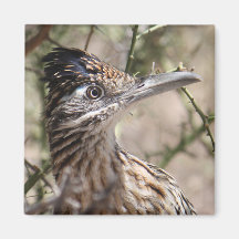 Mayor imán del Roadrunner