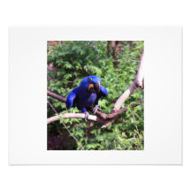 McCaw azul Impresión Fotográfica