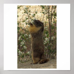 Mediados de primavera de la marmota impresiones