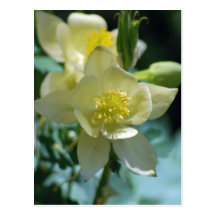Medios de la flor de Columbine de ganar Tarjetas Postales