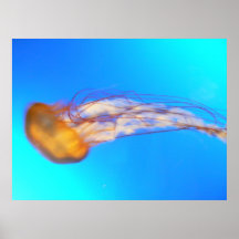 Medusas anaranjadas impresiones