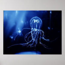 Medusas fluorescentes pacíficas posters