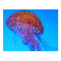 Medusas Tarjetas Postales