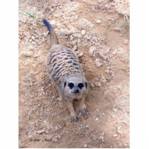 Meerkat contra la arcilla que mira para arriba la  esculturas fotográficas