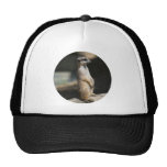 Meerkat Gorras