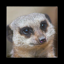 Meerkat imanes
