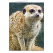 Meerkat lindo en la atención, parque zoológico de  tarjeta