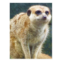 Meerkat lindo en la atención, parque zoológico de  postales