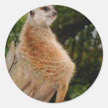 Meerkat Pegatina Redonda