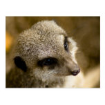 meerkat postal