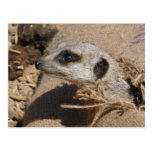meerkat postal