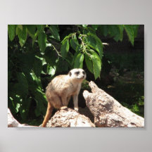 meerkat posters