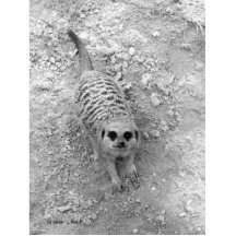 Meerkat que mira para arriba de imagen de la fotog escultura fotografica