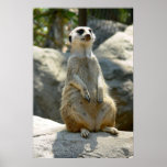Meerkat que se sienta poster