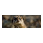 Meerkat Tarjeta Personal
