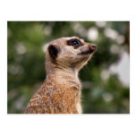 Meerkat Tarjeta Postal
