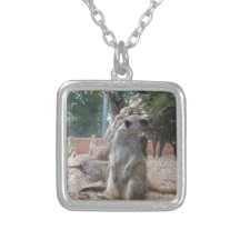 Meerkats maravilloso grimpolas