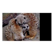 Meerkats soñoliento plantillas de tarjeta de negocio