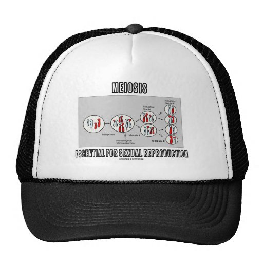 Meiosis esencial para la reproducción sexual gorras de camionero