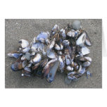 Mejillones Felicitacion