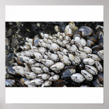 Mejillones Posters
