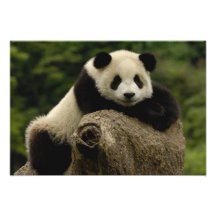 Melanoleuca) del Ailuropoda del bebé de la panda g Fotografías