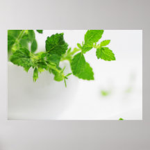 Melissa officinalis posters