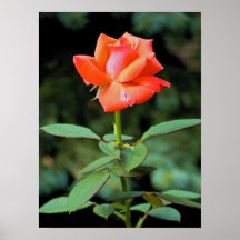 Melocotón subió poster