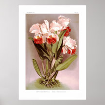 Mendelli de Cattleya Impresiones