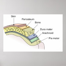 Meninges las membranas del sistema nervioso centra posters