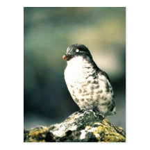 Menos Auklets Postal