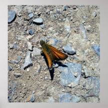 Menos poster de la mariposa 1 del capitán