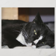 mentira blanco y negro del gato del smoking abajo  tarjetones