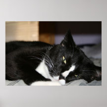 mentira blanco y negro del gato del smoking abajo  impresiones
