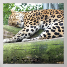 Mentira dejada de los gatos el dormir… posters