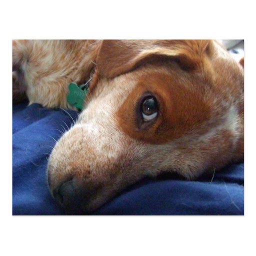 Mezcla adorable del beagle postal