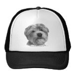 Mezcla de Shih Tzu-Terrier Gorro