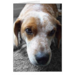 Mezcla triste del beagle tarjeta