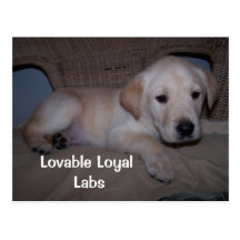 Mi bebé, laboratorios leales adorables tarjeta postal