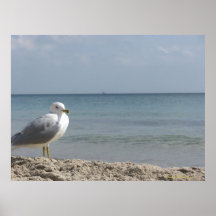 Mi Birdy Posters