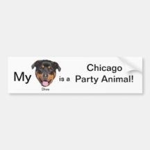 Mi diva es un juerguista de Chicago Pegatina De Parachoque