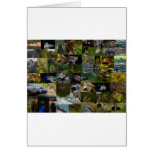 ¡Mi fauna! Felicitación
