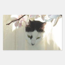 Mi gato blanco y negro bonito del gatito rectangular pegatina