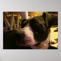 Mi perro impresiones
