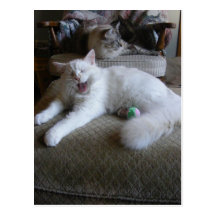 mi postal de tres gatos
